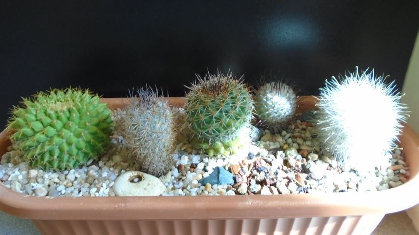 Grup de 6 Mammillaria - Cactusi 2021