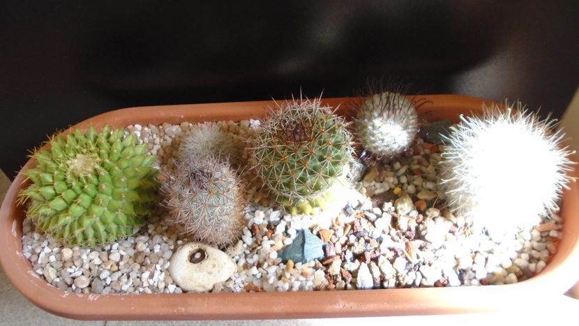 Mammillaria marksiana - Cactusi 2021
