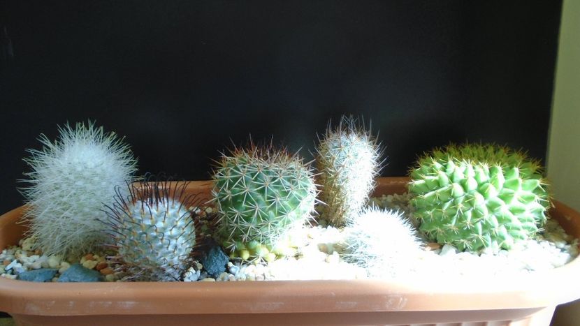 Mammillaria marksiana - Cactusi 2021