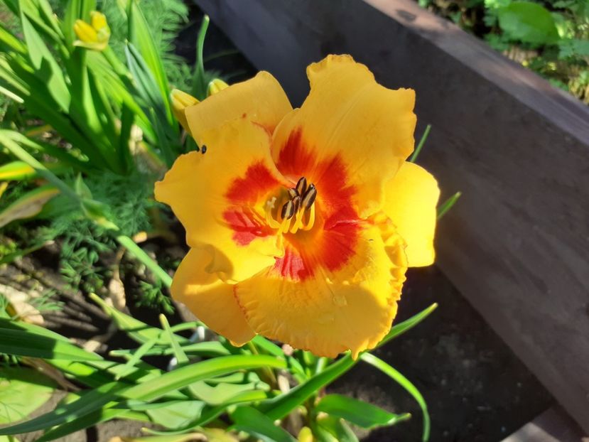 Love those eyes - Hemerocallis 2021