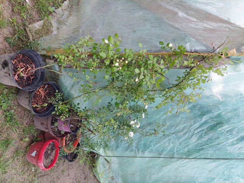 Alba M o parte din ei. de la 35lei pina la 100 lei in functie de varsta si inaltime - w Produse livrate