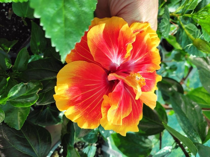  - Hibiscus 2021 -1