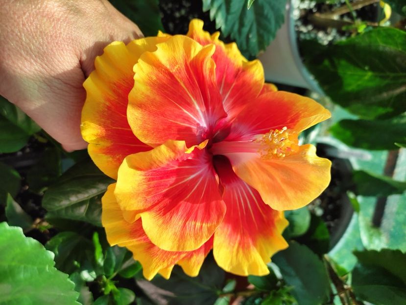  - Hibiscus 2021 -1