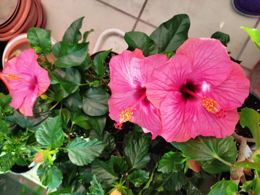  - Hibiscus 2021 -1