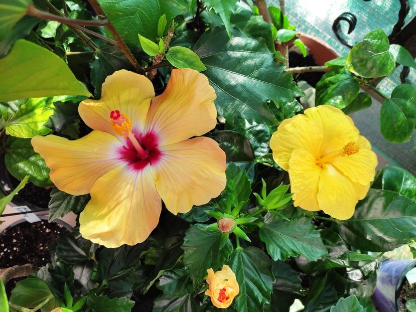  - Hibiscus 2021 -1