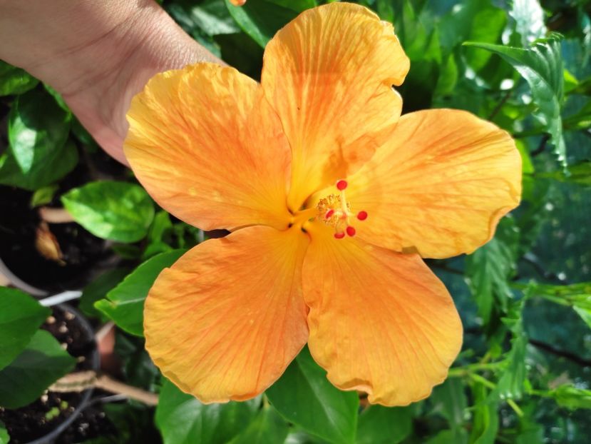  - Hibiscus 2021 -1
