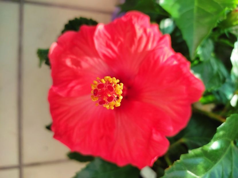  - Hibiscus 2021 -1