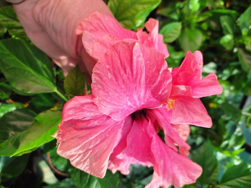  - Hibiscus 2021 -1