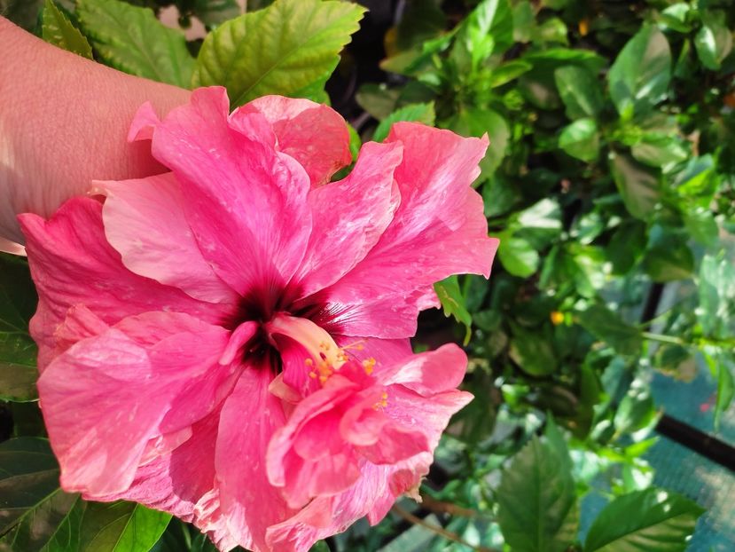  - Hibiscus 2021 -1
