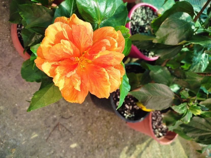  - Hibiscus 2021 -1