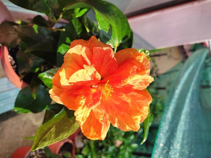  - Hibiscus 2021 -1