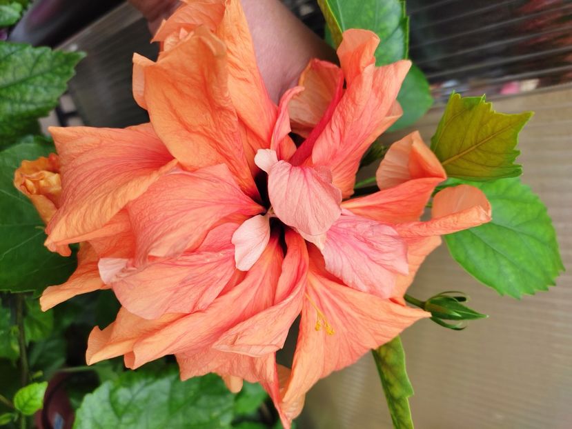  - Hibiscus 2021 -1