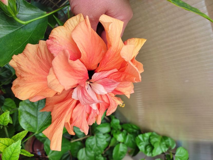  - Hibiscus 2021 -1