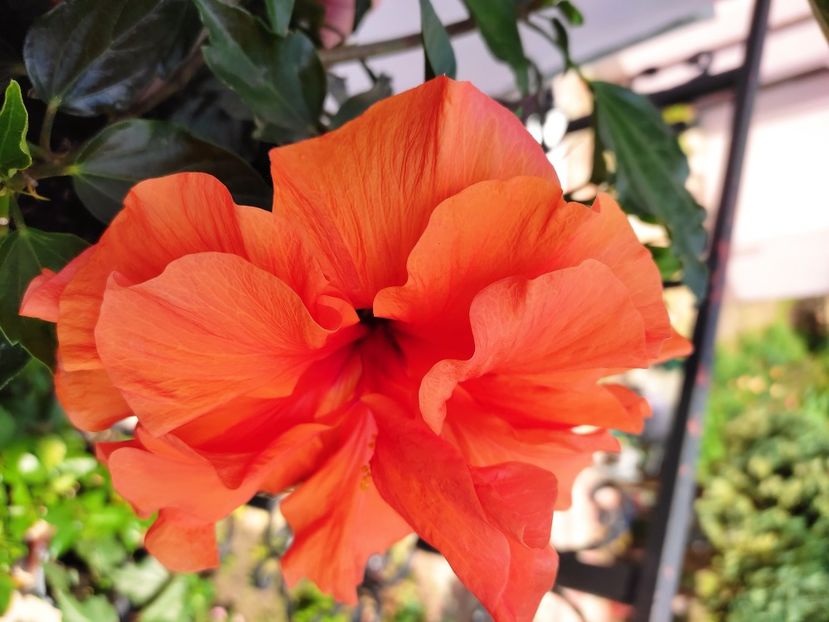  - Hibiscus 2021 -1