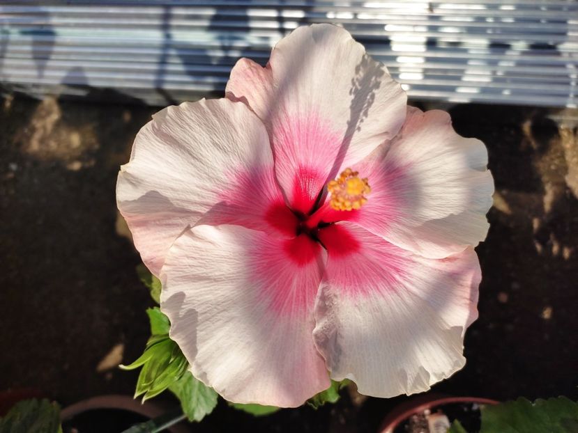  - Hibiscus 2021 -1