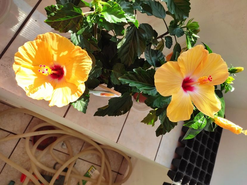  - Hibiscus 2021 -1