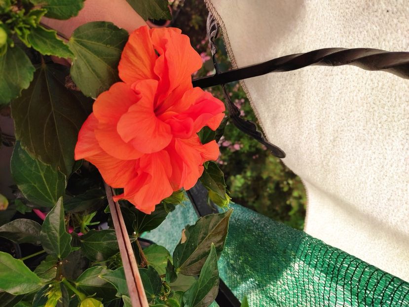  - Hibiscus 2021 -1