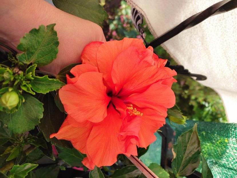  - Hibiscus 2021 -1