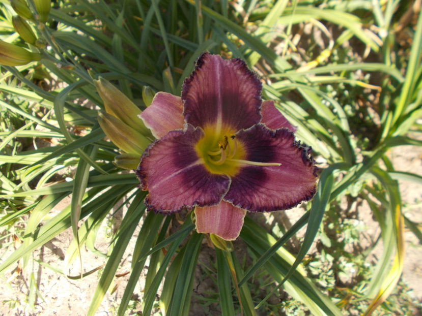 r1,10-forgotten dreams-14 - HEMEROCALLISI NOI DISPONIBIL IN 2021