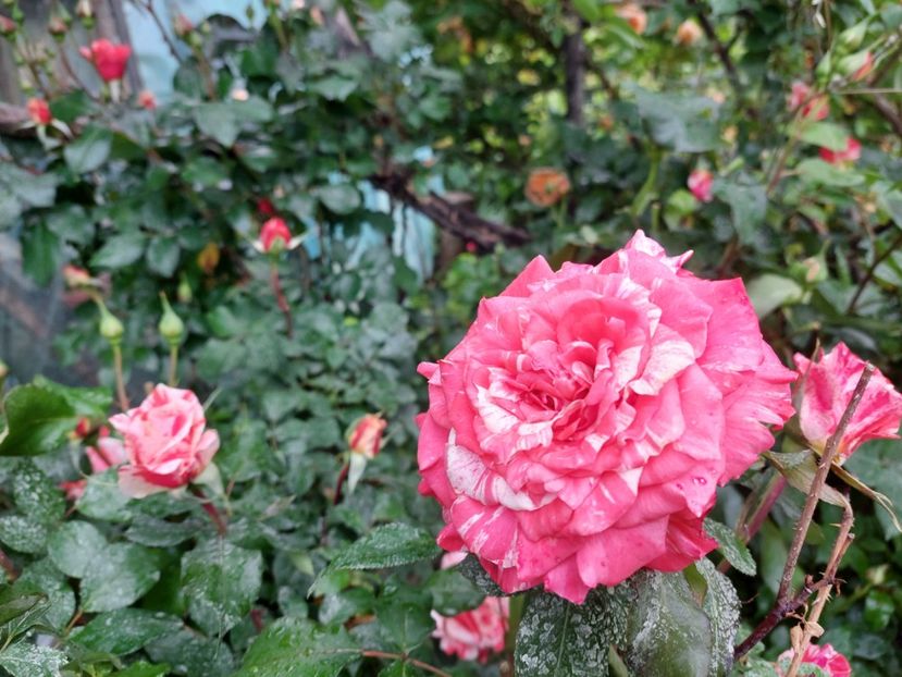 Philatelie 25lei - w Produse livrate