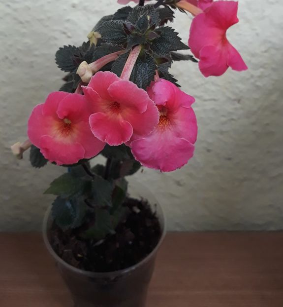  - 0001 2022 - Mardi Gras