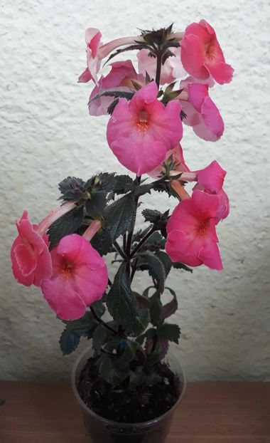  - 0001 2022 - Mardi Gras