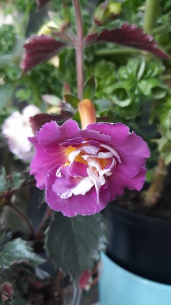  - 0001 2022 - BriD s Adie