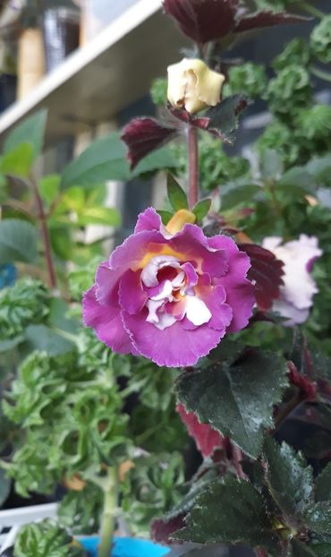  - 0001 2022 - BriD s Adie