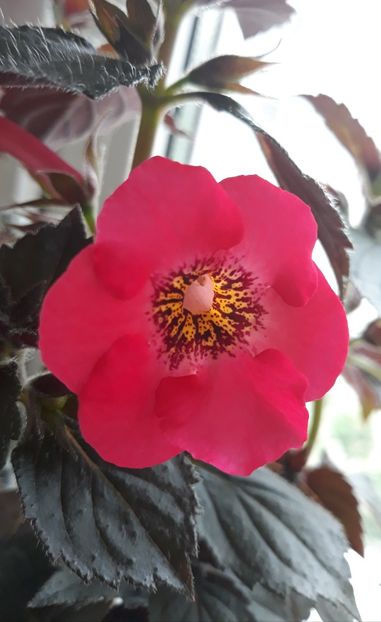  - 001 2021 - SUMMER BLITZ