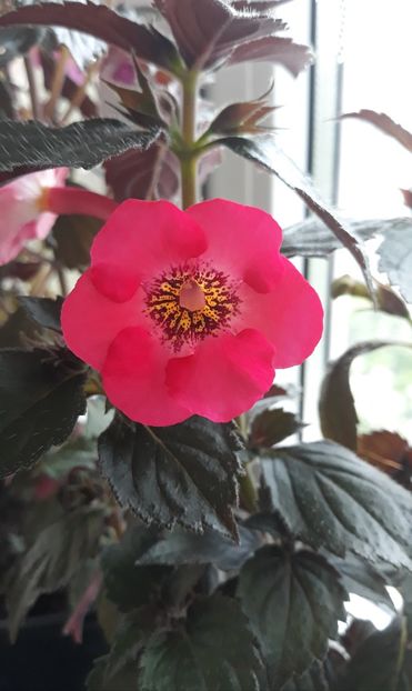  - 001 2021 - SUMMER BLITZ