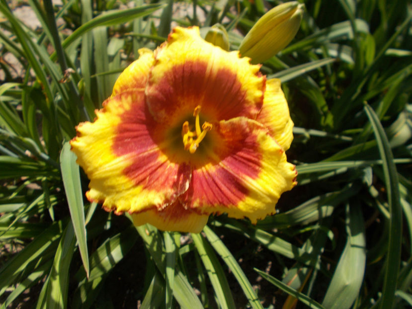 r3,10-morning colors-18 - HEMEROCALLISI NOI DISPONIBIL IN 2021