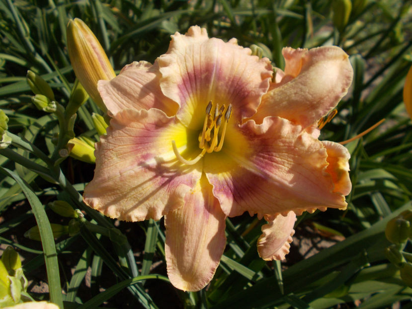 r2,11-mystical rainbow-16 - HEMEROCALLISI NOI DISPONIBIL IN 2021