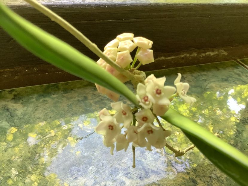 73118300-A448-4E55-8DF6-CC028BF8AE9B - Shepherdi