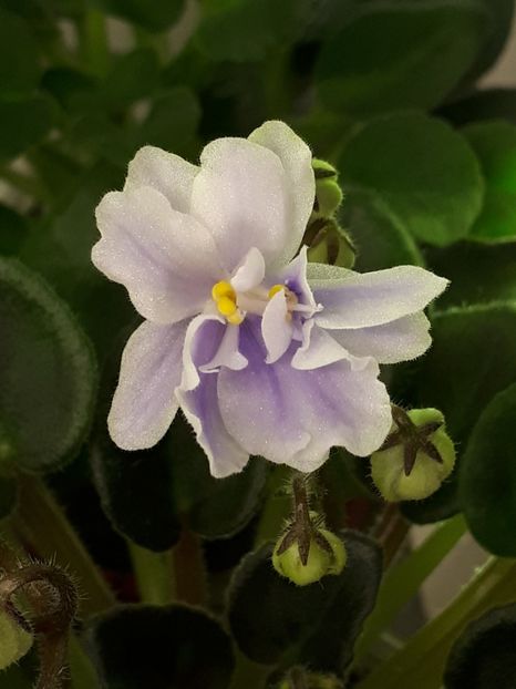  - N-Morozniy Yanvarj