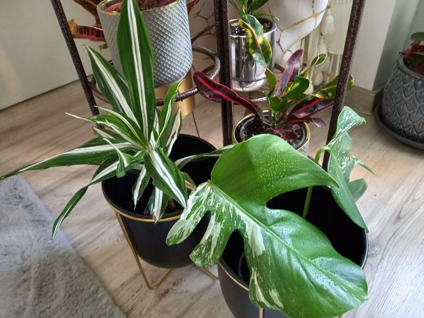  - Plante verzi de apartament