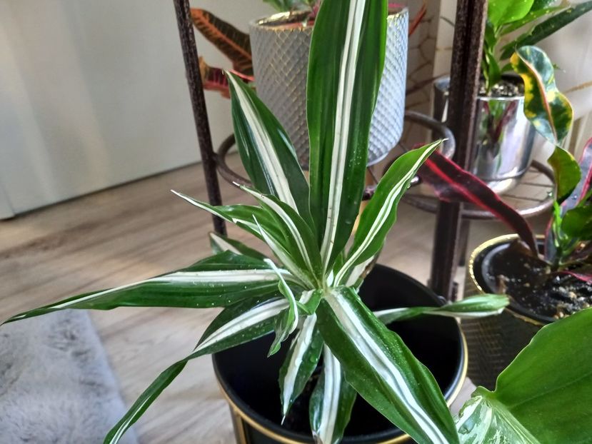 Dracaena deremensis Warneckii - Plante verzi de apartament