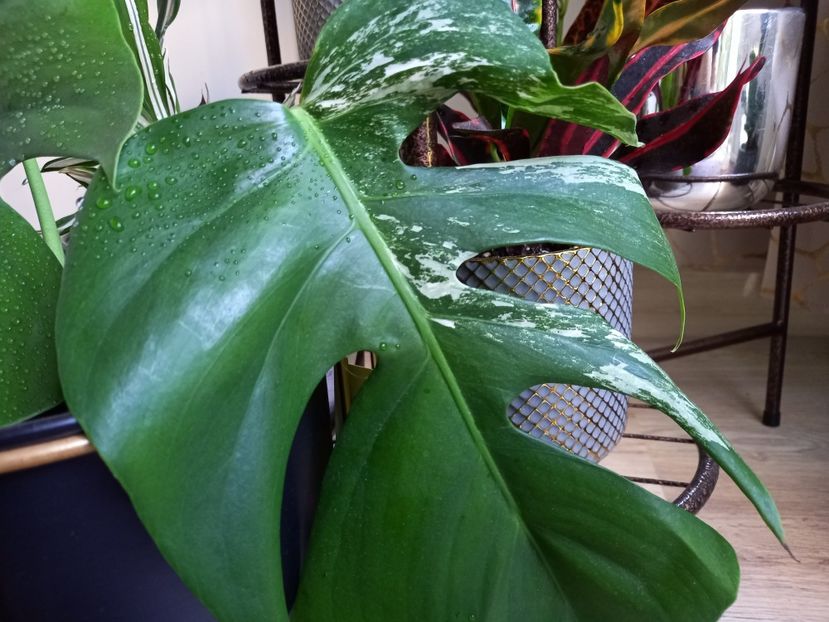 Monstera Variegata - Plante verzi de apartament