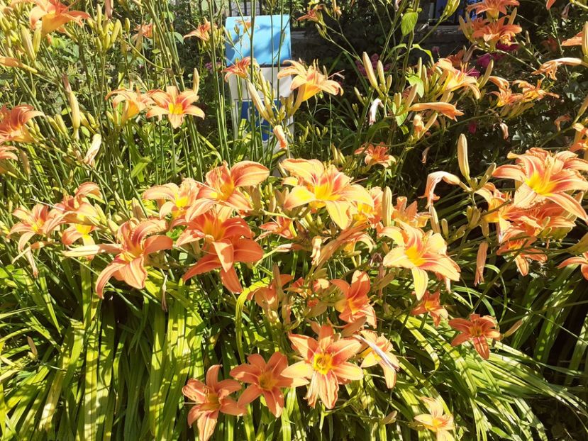  - Crini și hemerocalisi 2021