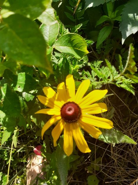  - Crini și hemerocalisi 2021