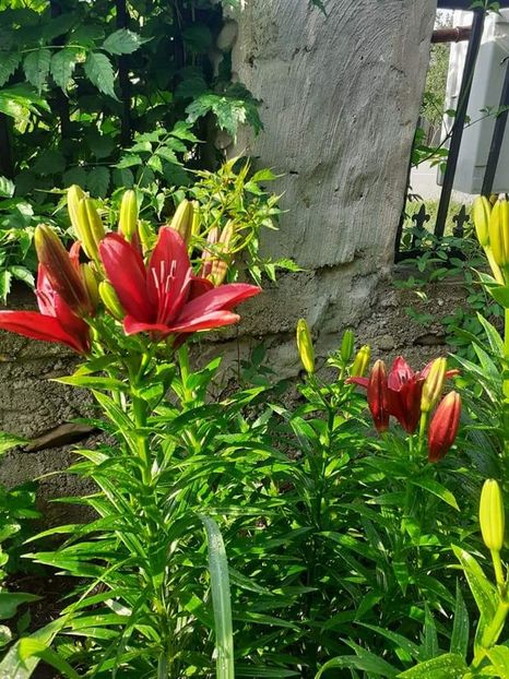  - Crini și hemerocalisi 2021