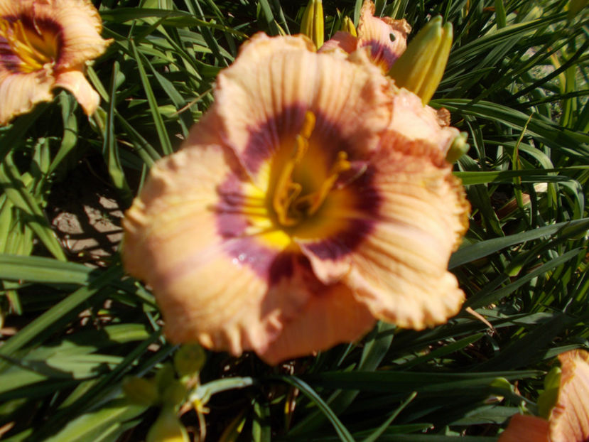 r3,13-your angel -18 - HEMEROCALLISI NOI DISPONIBIL IN 2021