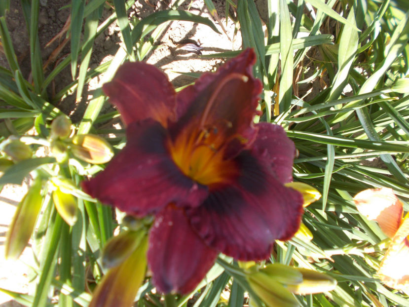 r3,14-wianah double purple-15 - HEMEROCALLISI NOI DISPONIBIL IN 2021