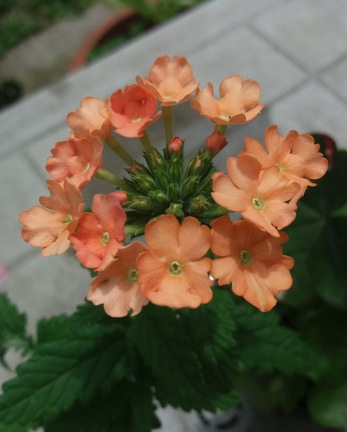 - 2021 plantute colorate natural