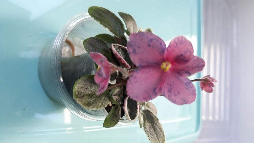 Mac sCoral Clackamus - PORTRETE