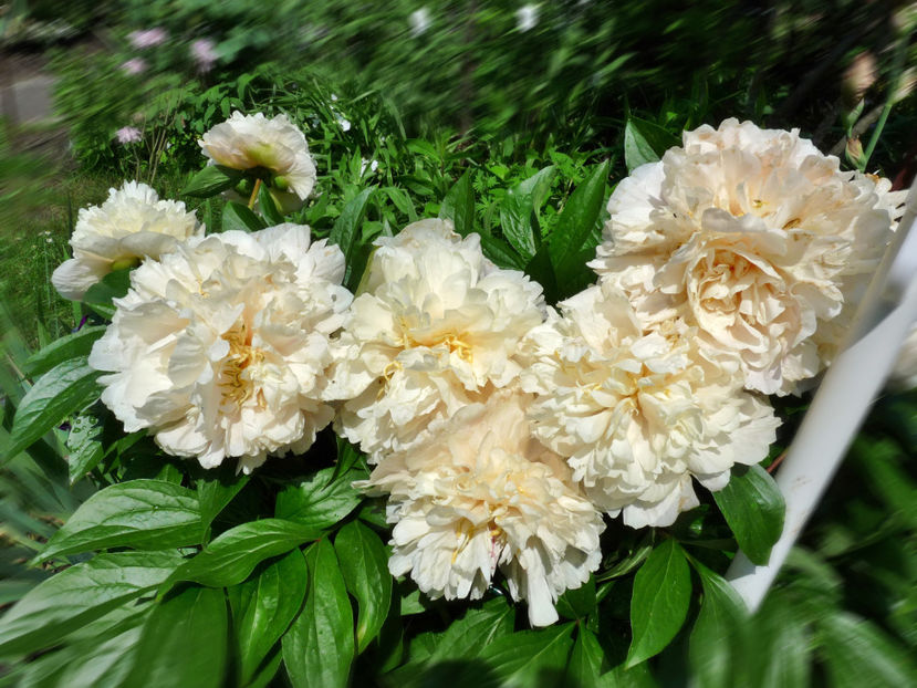 ©  -  plouate - Bujori