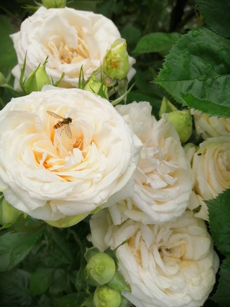  - Trandafiri 2020_2022 2023