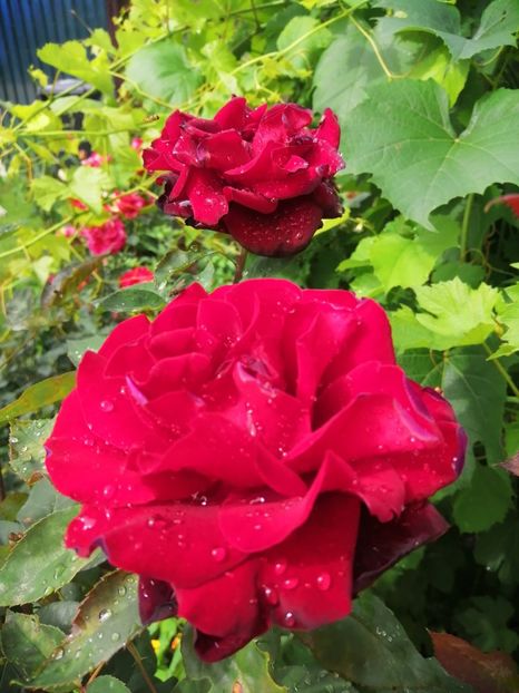  - Trandafiri 2020_2022 2023