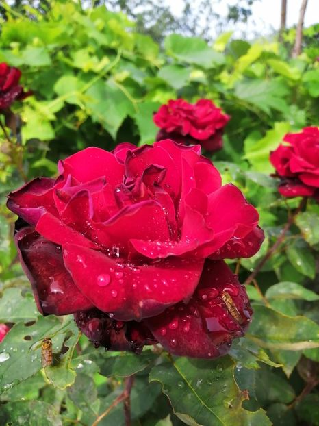  - Trandafiri 2020_2022 2023