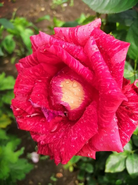  - Trandafiri 2020_2022 2023