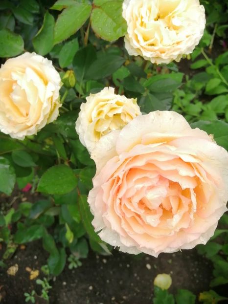  - Trandafiri 2020_2022 2023